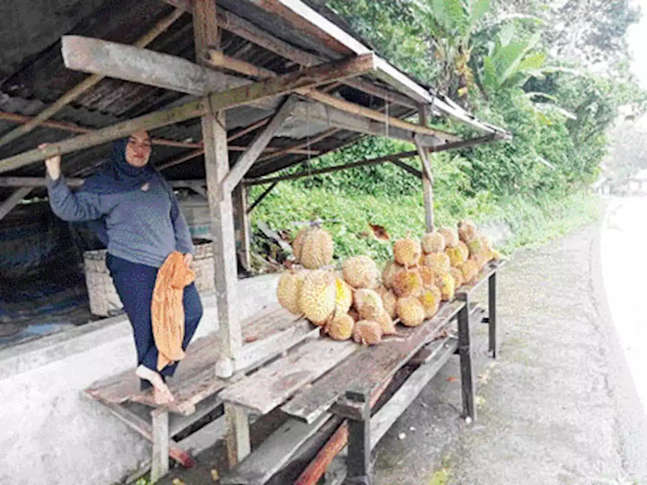 Berburu Durian ke Lubuksikaping, Sensasi Rasa Pekat Durian Jantung Sundatar