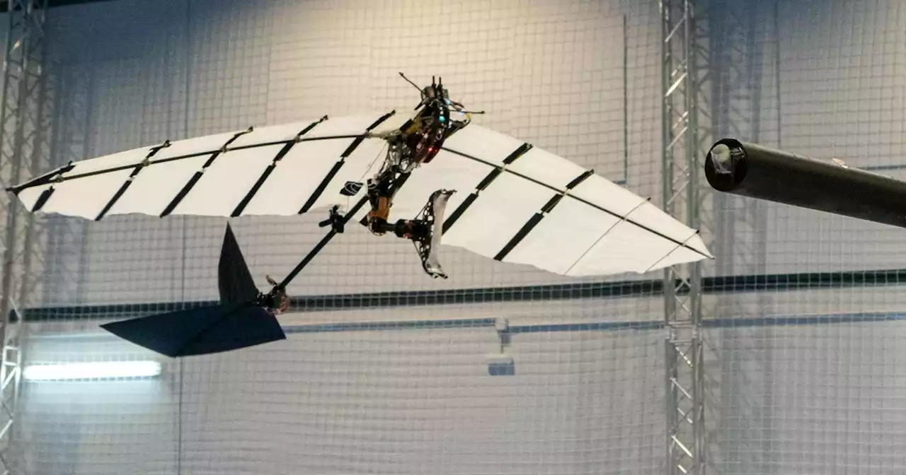 Neuer Roboter landet wie Vögel auf Ästen