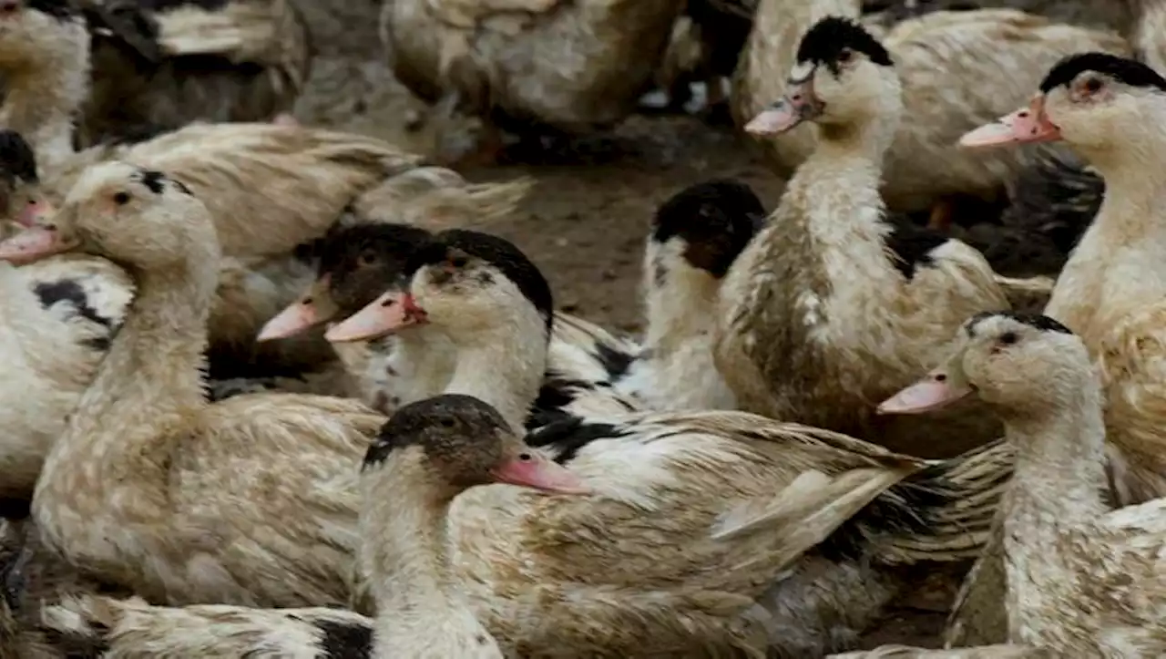 Grippe aviaire : avec 50 millions de volailles abattues, l'Europe connaît l'épidémie 'la plus dévastatrice' de son histoire