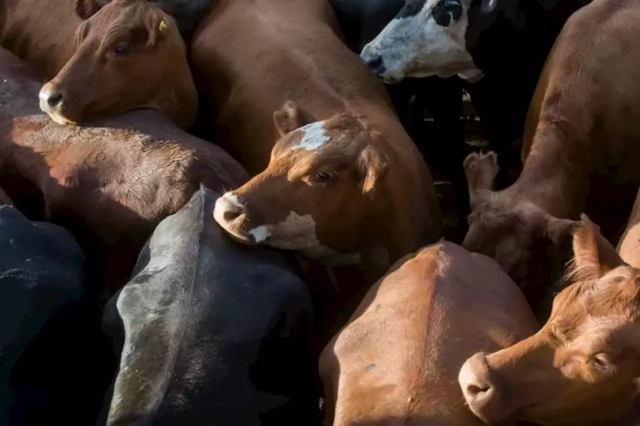 Valores estables para la hacienda, pese a una entrada muy abundante en el Mercado Agroganadero