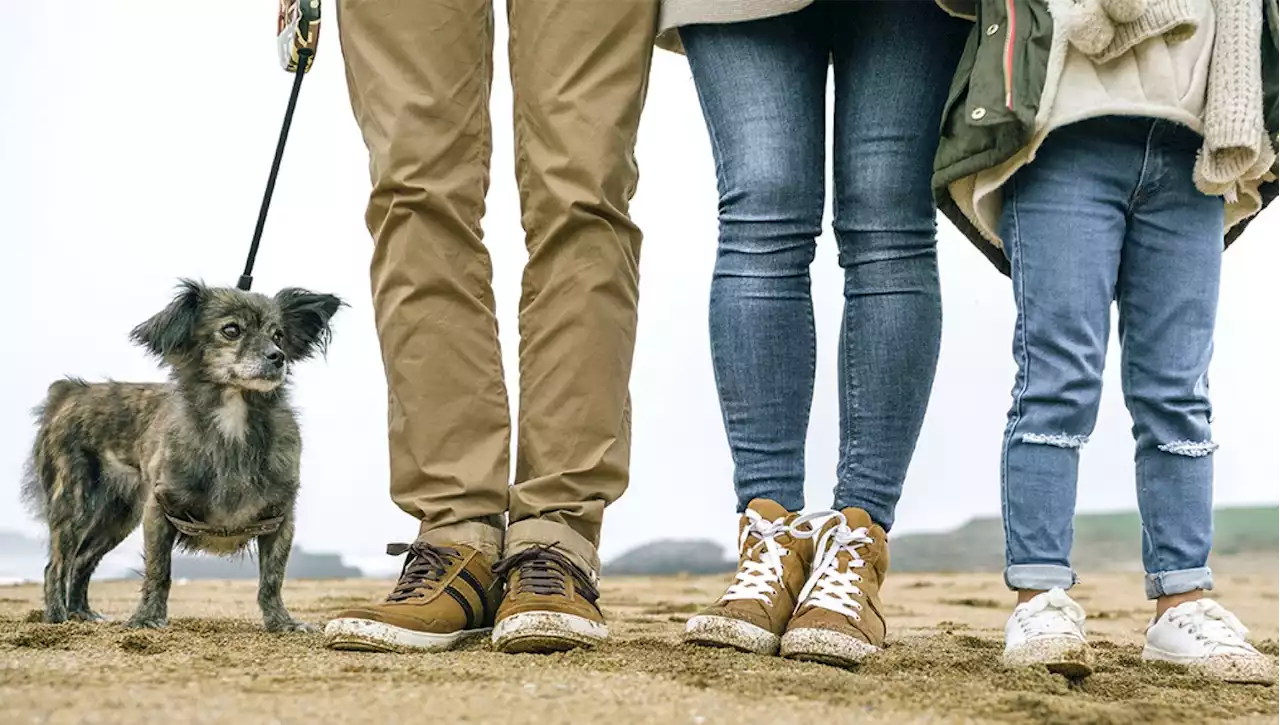 All’università di Torino arriva un corso di diritto privato di cani, gatti e altri animali