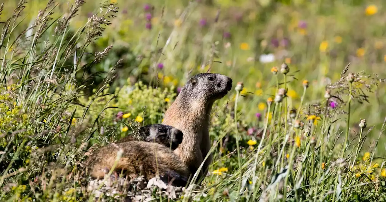 COP15 biodiversité : entre l’homme et la nature, le fossé grandit