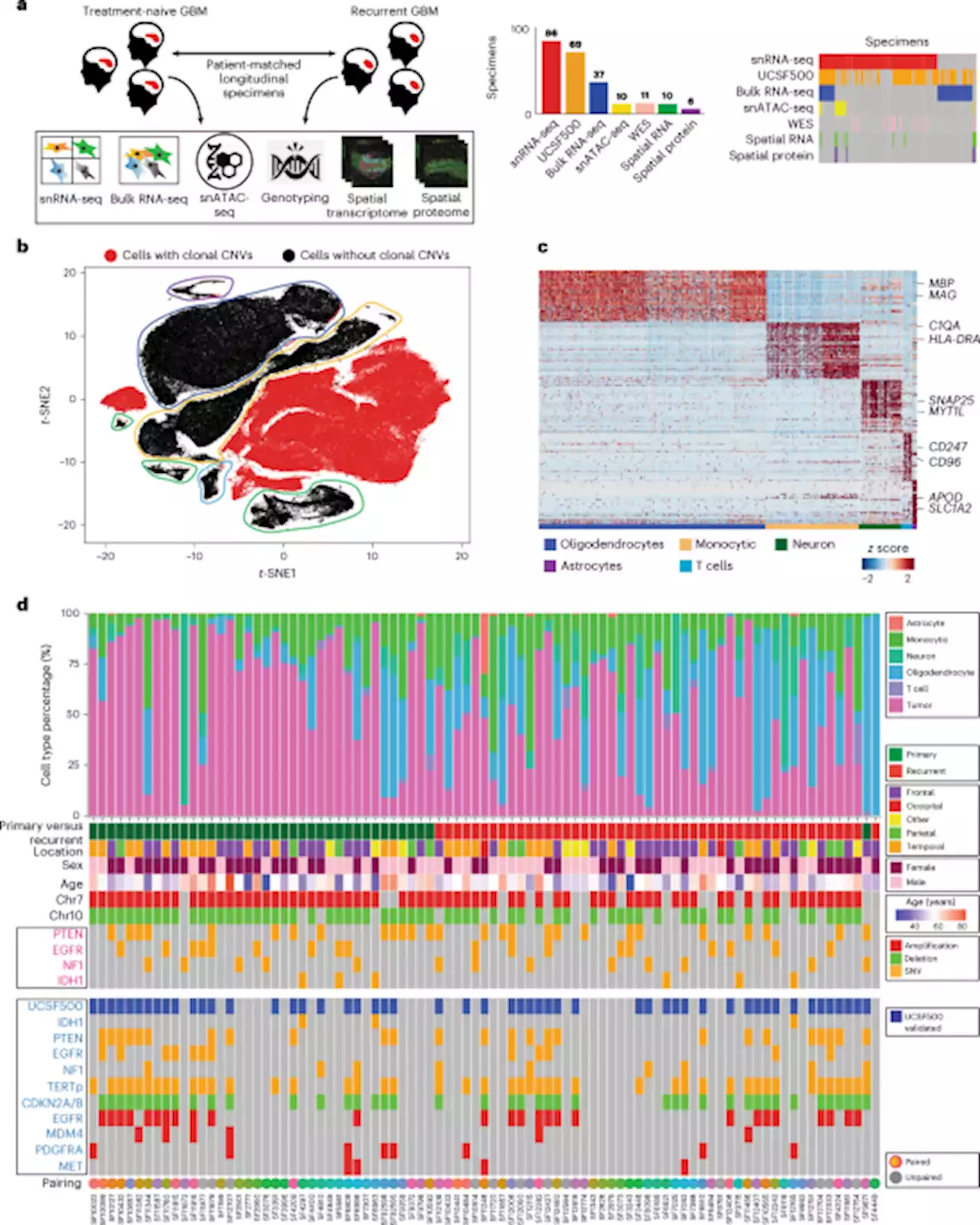 A single-cell atlas of glioblastoma evolution under therapy reveals cell-intrinsic and cell-extrinsic therapeutic targets - Nature Cancer