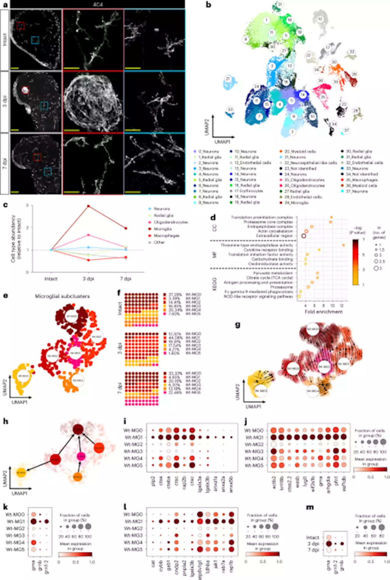 TDP-43 condensates and lipid droplets regulate the reactivity of microglia and regeneration after traumatic brain injury - Nature Neuroscience