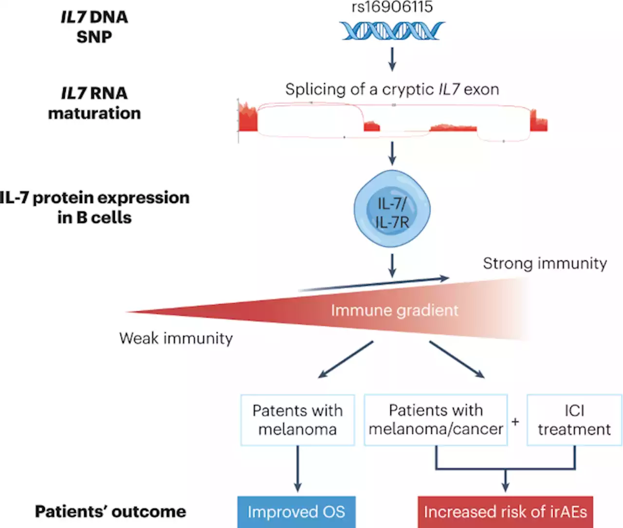 Using genetics to predict toxicity of cancer immunotherapy - Nature Medicine