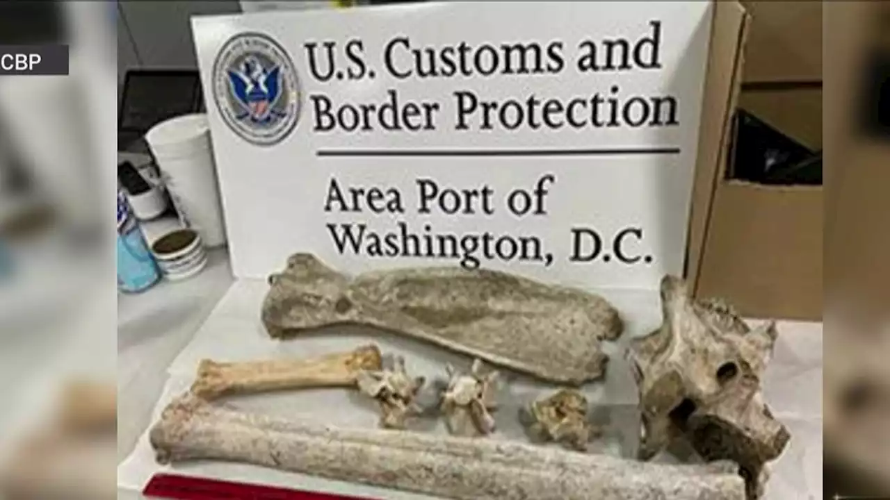 Unusual Souvenirs: Giraffe and Zebra Bones Found in Virginia Woman's Luggage