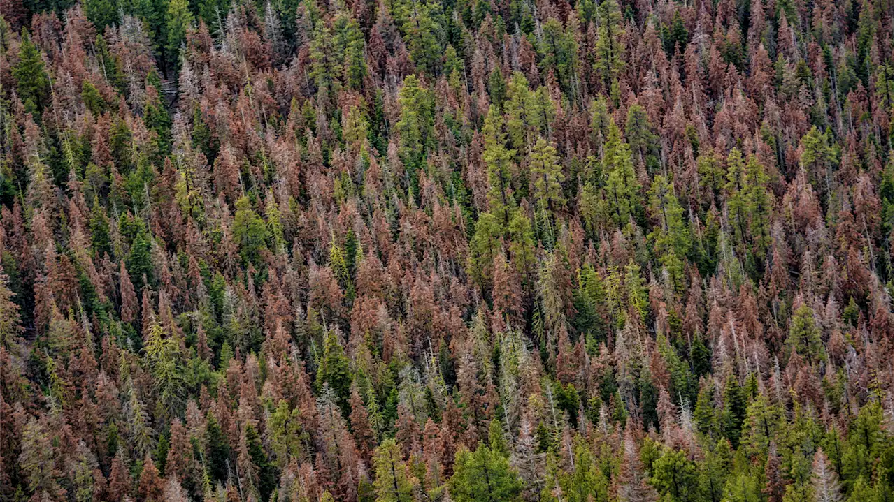 A record high number of dead trees are found as Oregon copes with an extreme drought