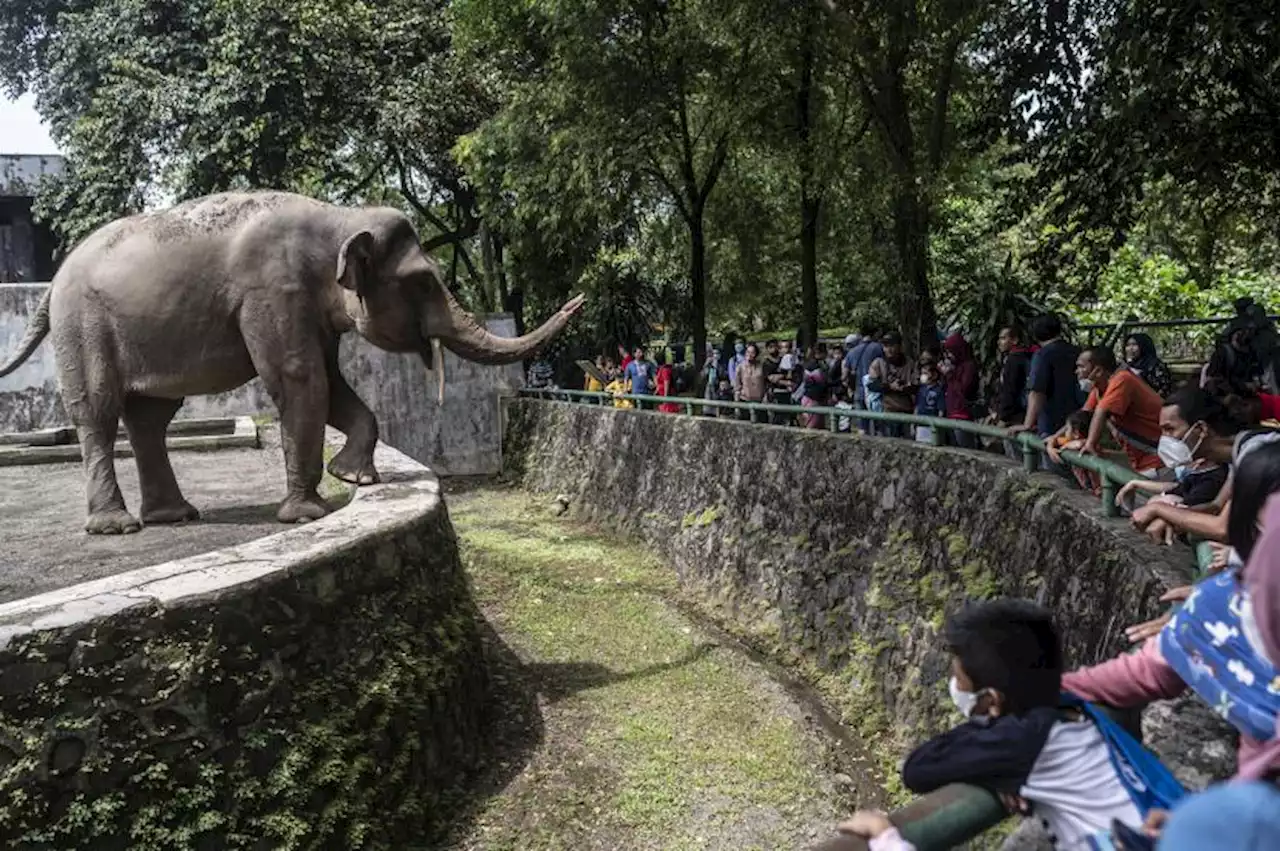 Pengelola Ragunan Sebut Siap Terima Lonjakan Kunjungan |Republika Online