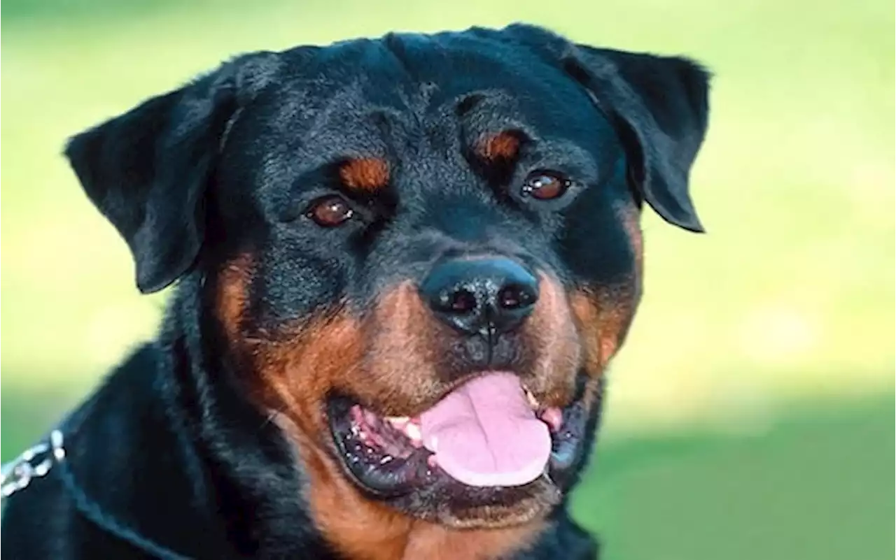 Galbiate, due bambini e due donne assaliti da tre cani in oratorio