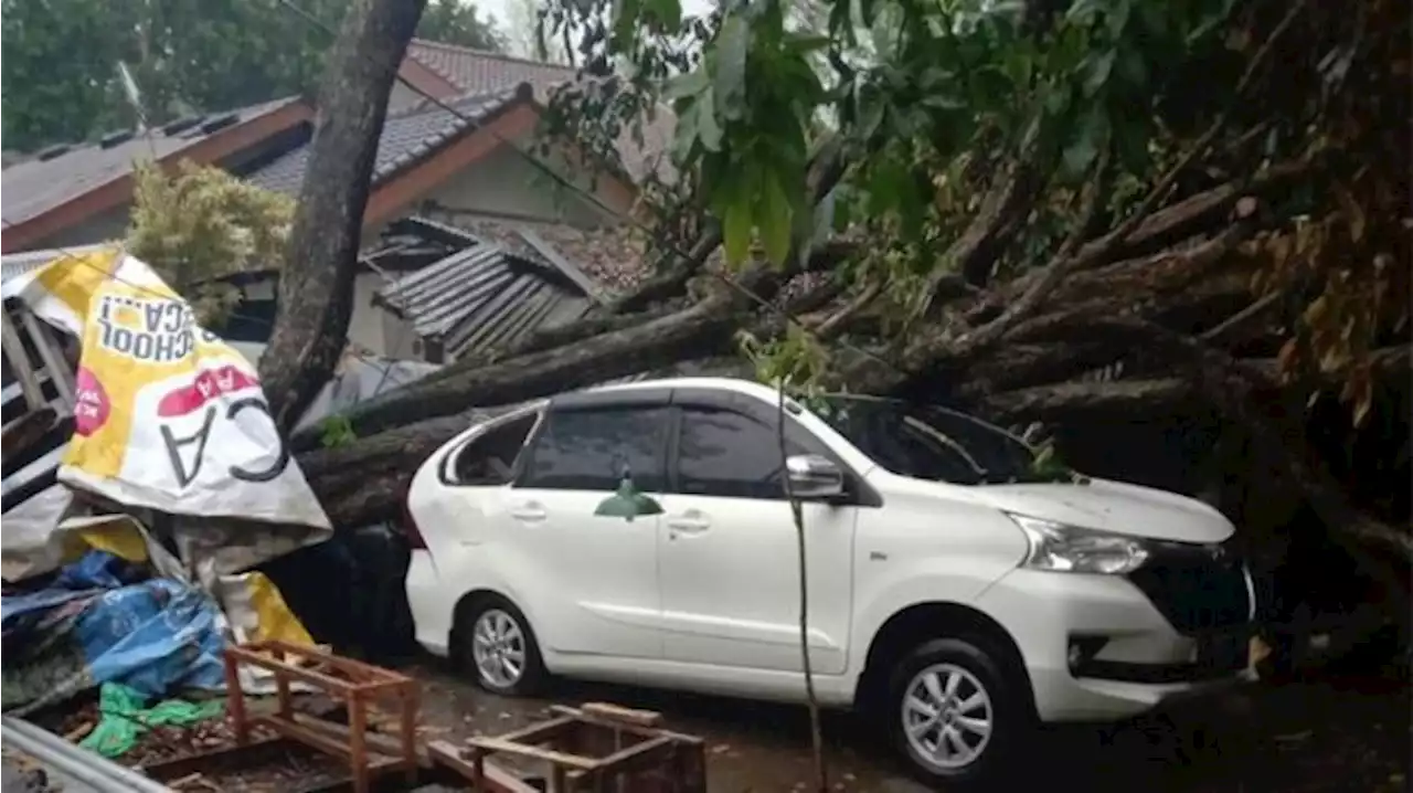 Mobil Rusak Tertimpa Pohon Tumbang, Ada Ganti Rugi dari Pemerintah, Ini Syaratnya