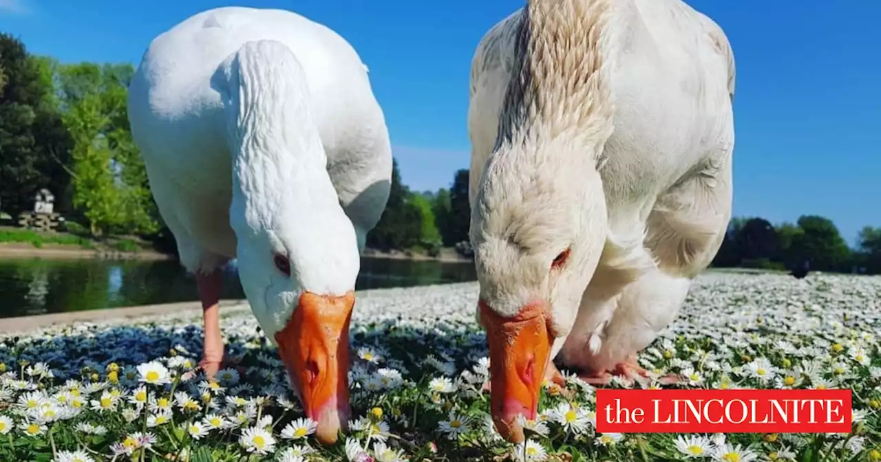 Ice traps and kills 'iconic' geese in Lincolnshire