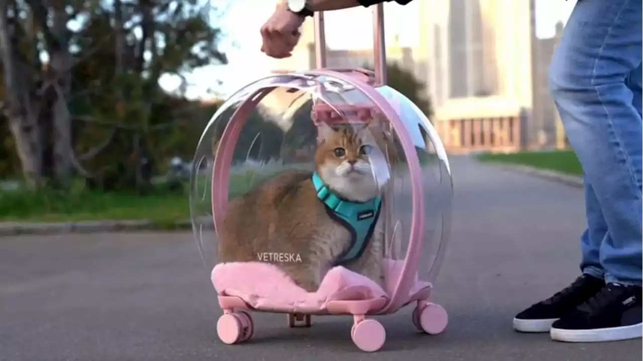 This pet-friendly trolly lets you carry your furry friends outside - Autoblog