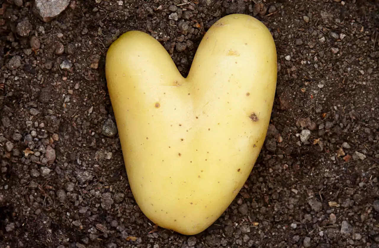 How eating more potatoes could help protect you from 'silent killers'