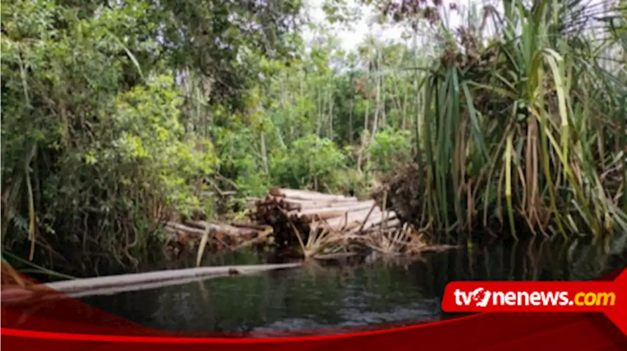 Warga Tewas Diterkam Harimau di Siak, Ini Kata Balai Besar Konservasi SDA Riau