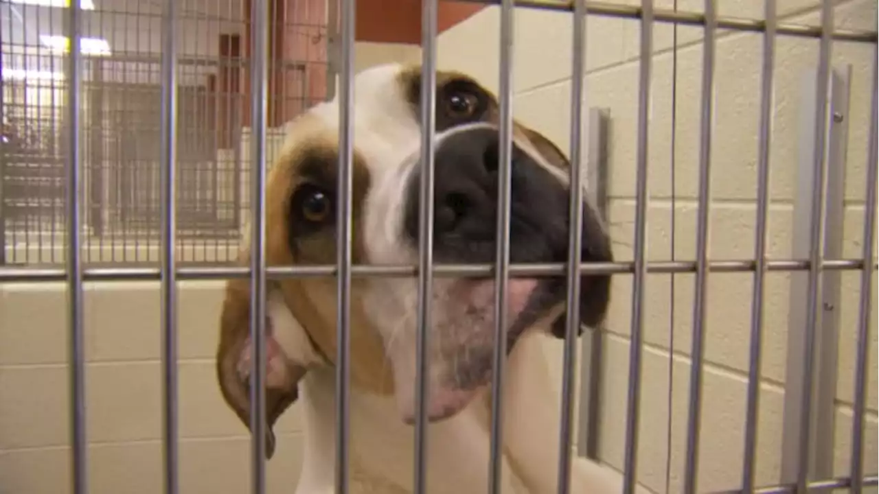 Help give Jacksonville a ‘Silent Night’ by fostering a pet this holiday season