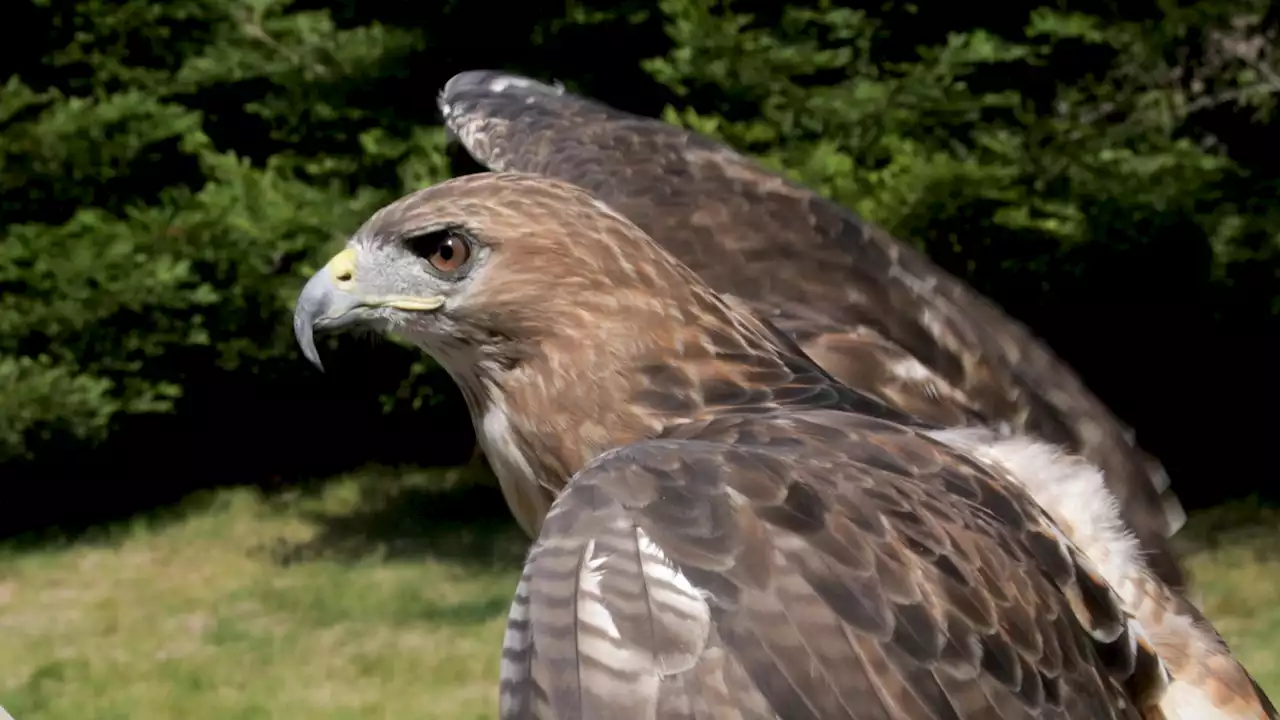 Master Falconer Antoni Balestreri introduces wonders of falconry to Bay Area