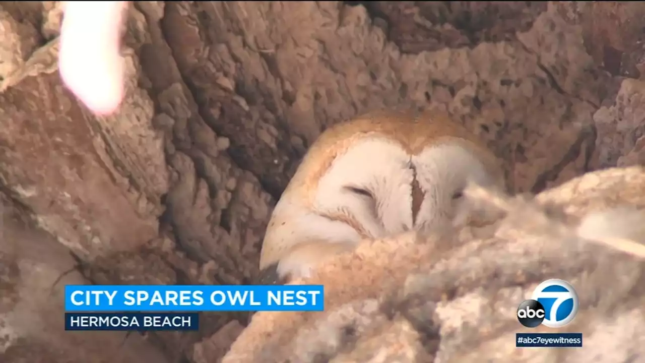 Hermosa Beach homeowner battles city over demands to trim trees hosting protected owls nests