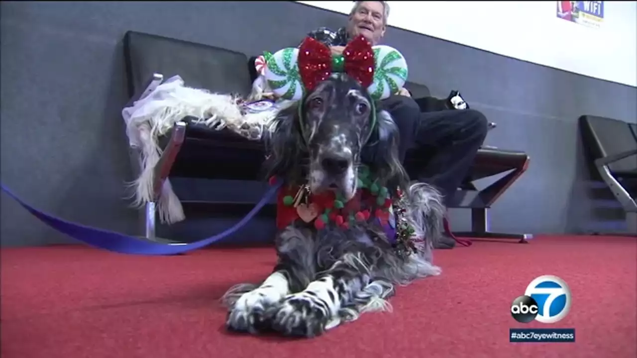 Therapy dogs make the rounds at SoCal airports to help lower stress of holiday travel