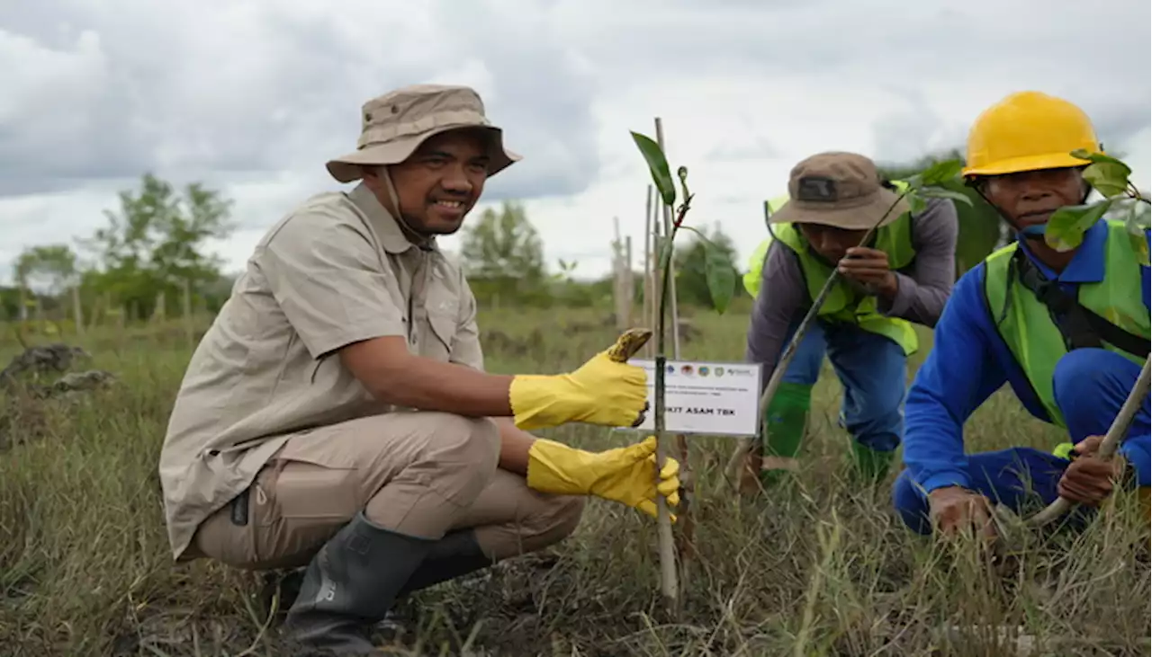 PTBA Dukung Pelestarian Habitat Burung dan Mangrove di Pulau Alanggantang