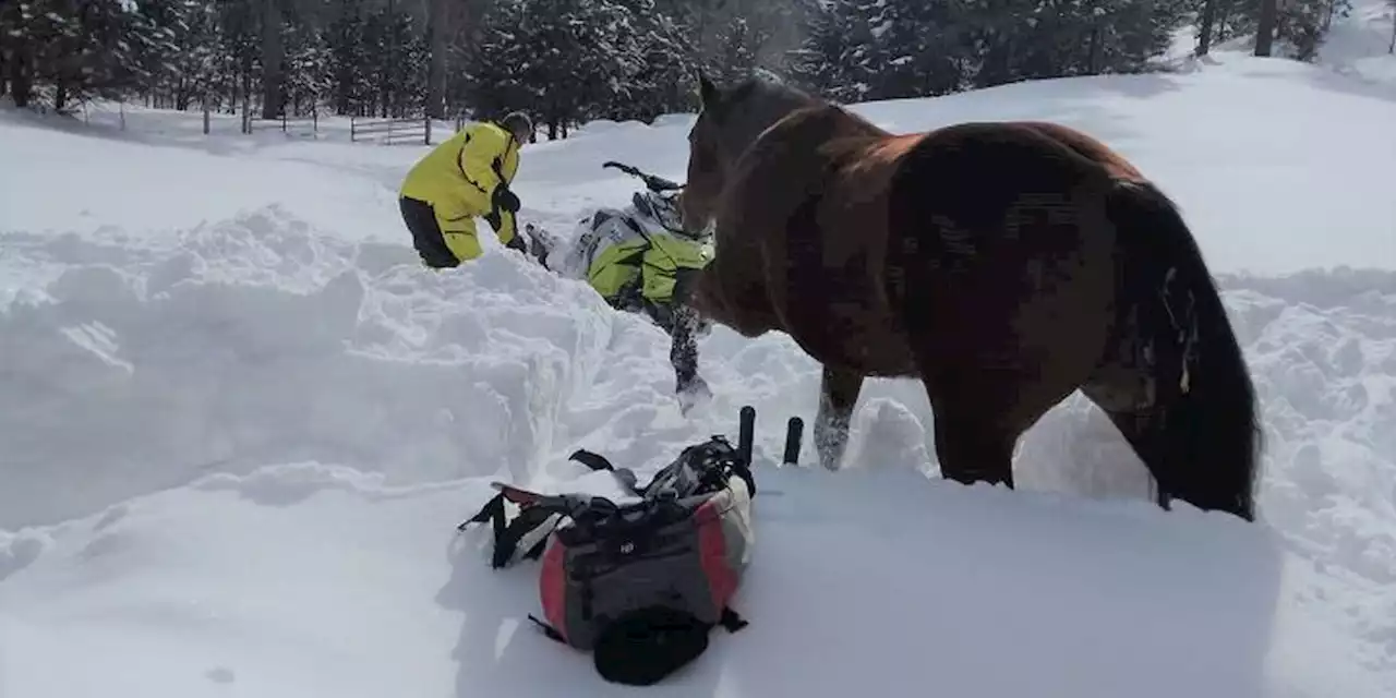 Man rescues blind, pregnant horse caught in snowstorm