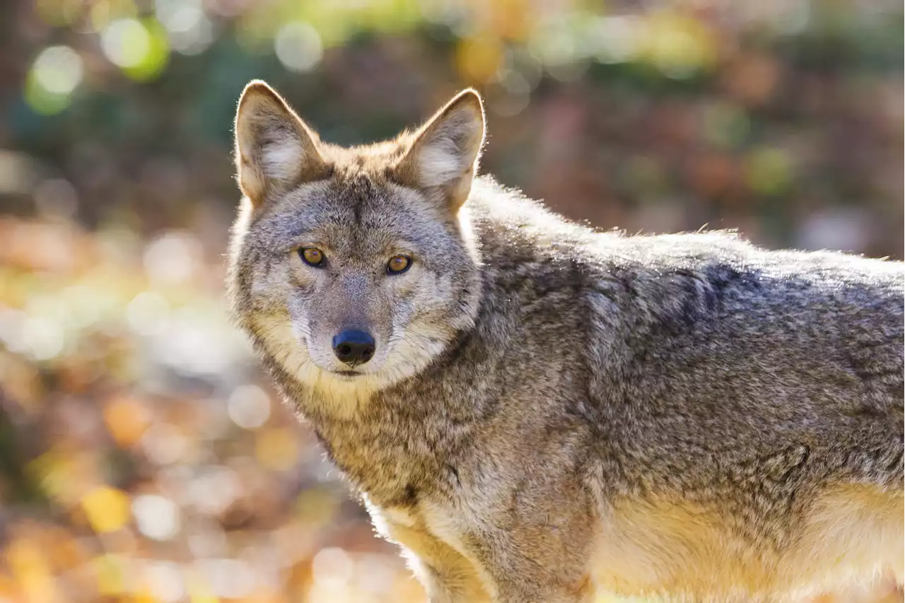 How Universities Deal With Crocodiles or Coyotes on Campus