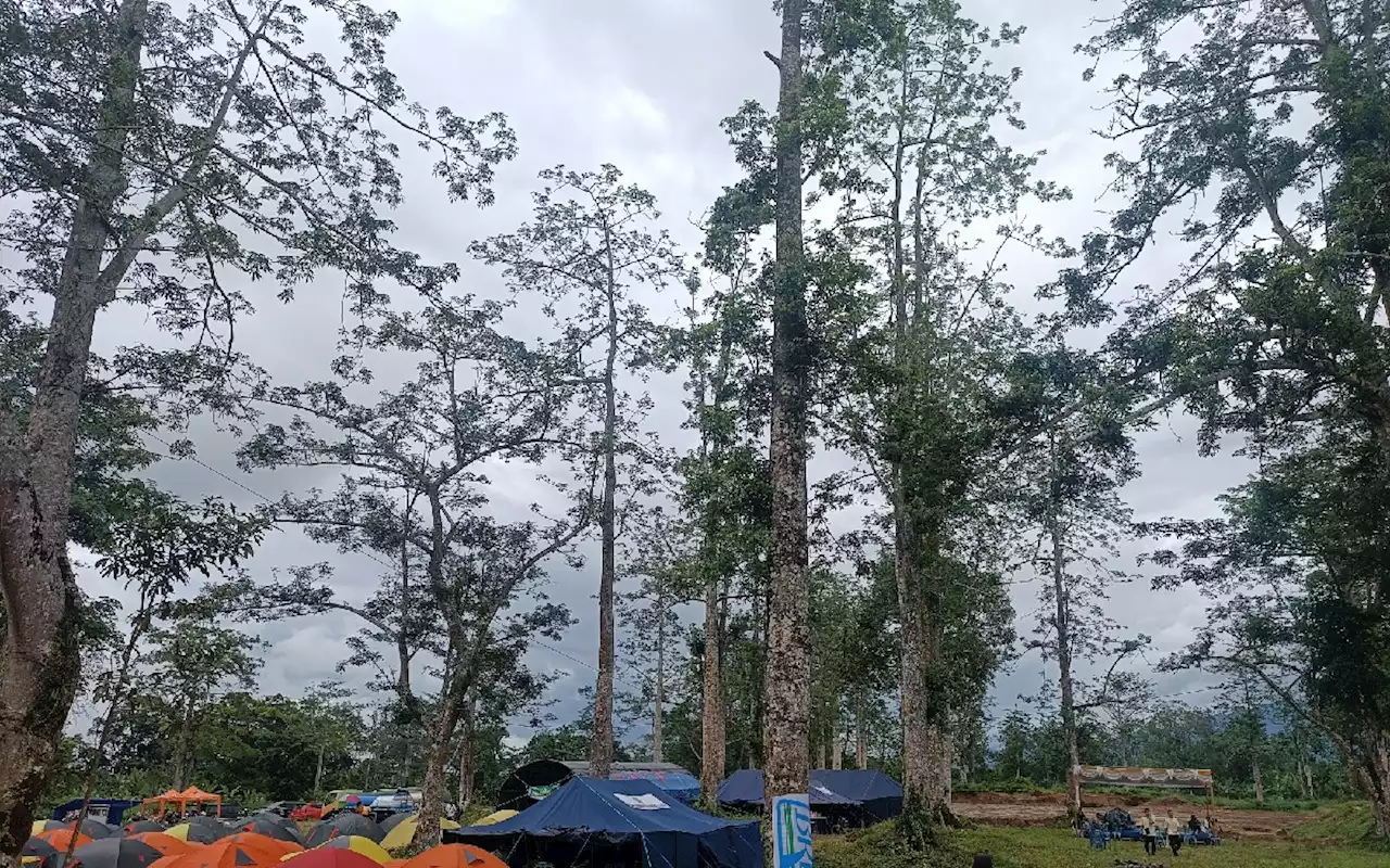 Hore! Kapuk Lokal Lombok Tengah Tembus Luar Negri