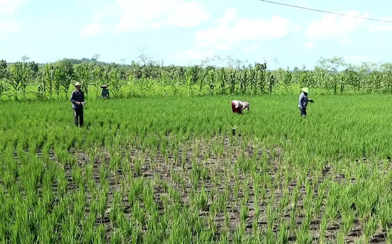 Ratusan Hektare Tanaman Padi di Lombok Tengah Terancam Gagal Panen, Ini Penyebabnya