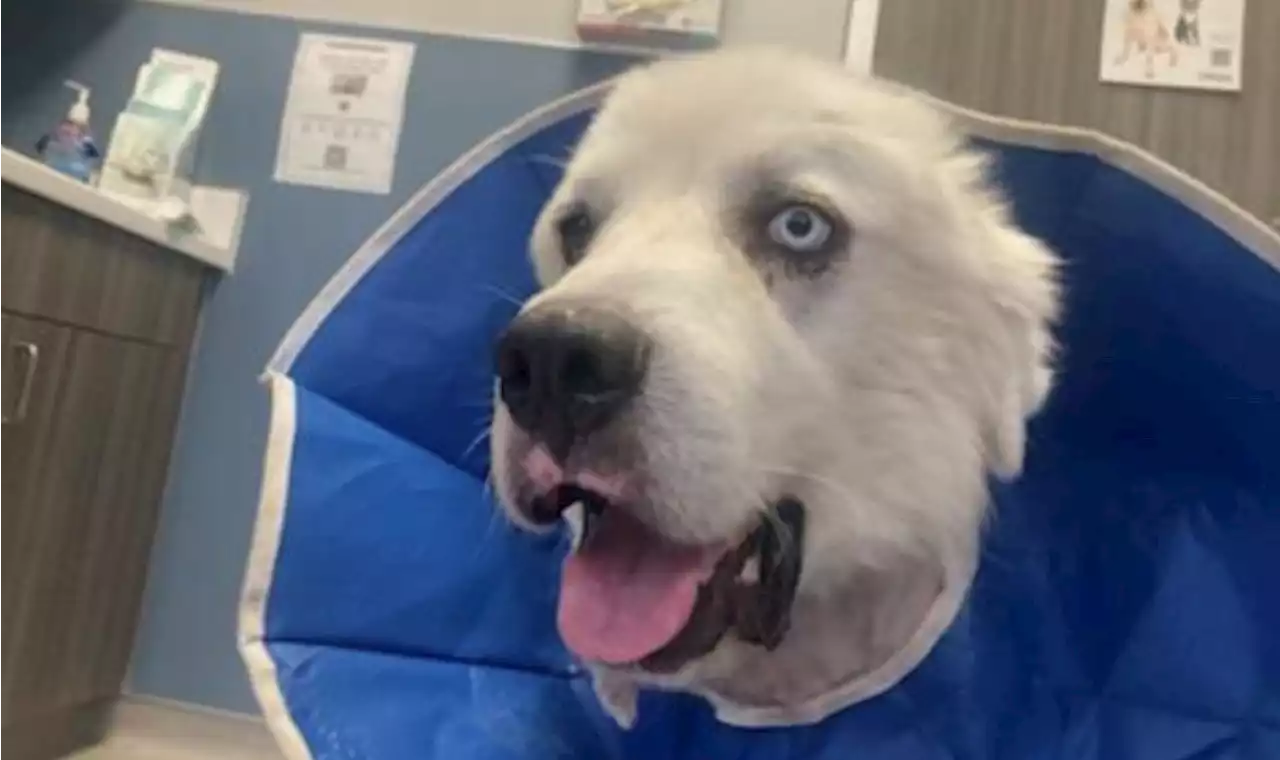 Casper The Sheepdog Fought Off 8 Coyotes Attacking Flock—And Is Recovering With Help From Strangers