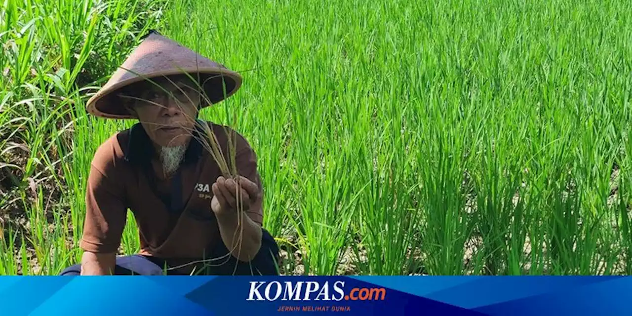 Jerit Petani Gunungkidul Sulit Beli Solar Subsidi, Minta Tolong Presiden Jokowi