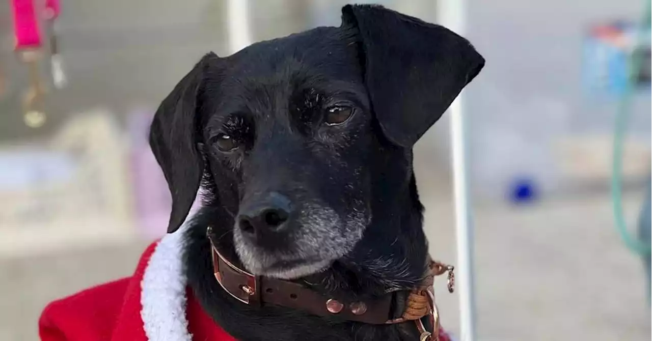 Cuges-les-Pins : cette créatrice propose des cadeaux de Noël pour les animaux, faits mains