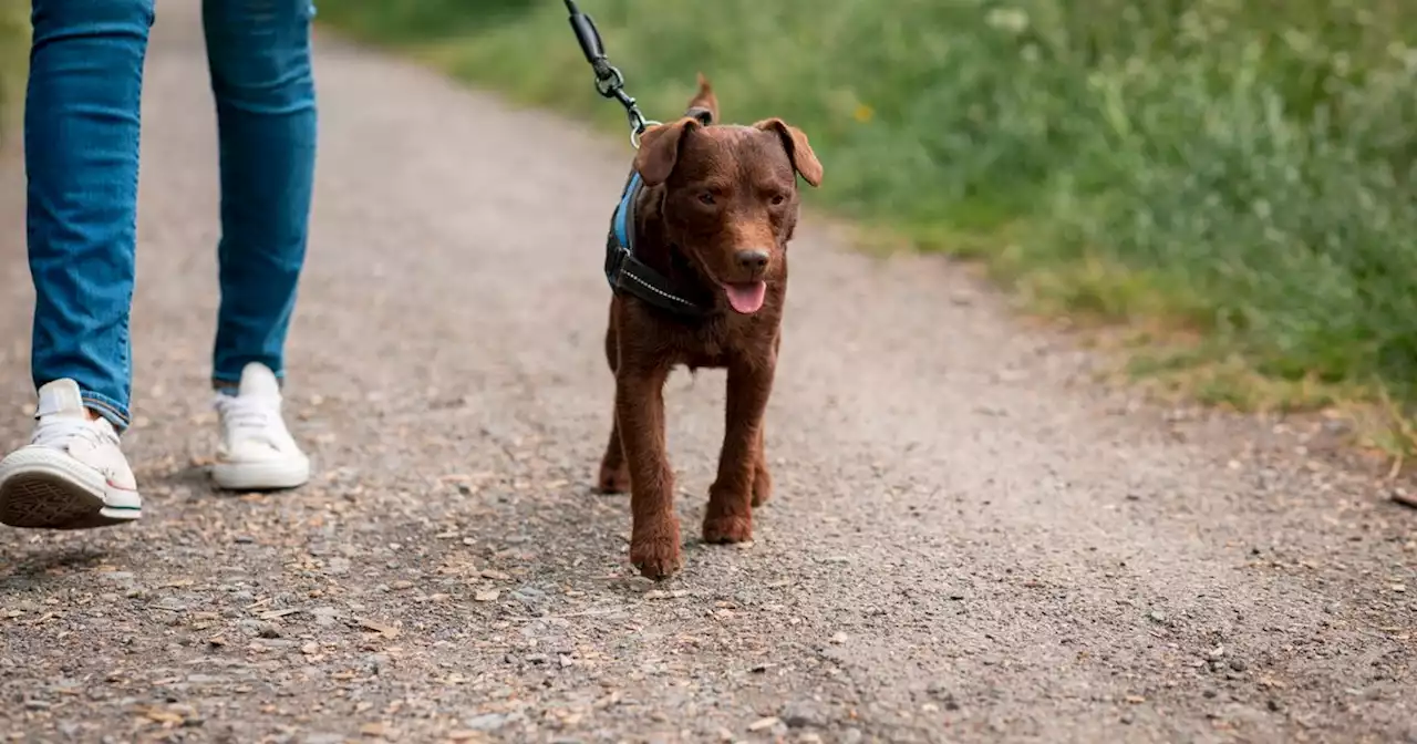 Urgent warning to dog walkers after bird flu outbreak