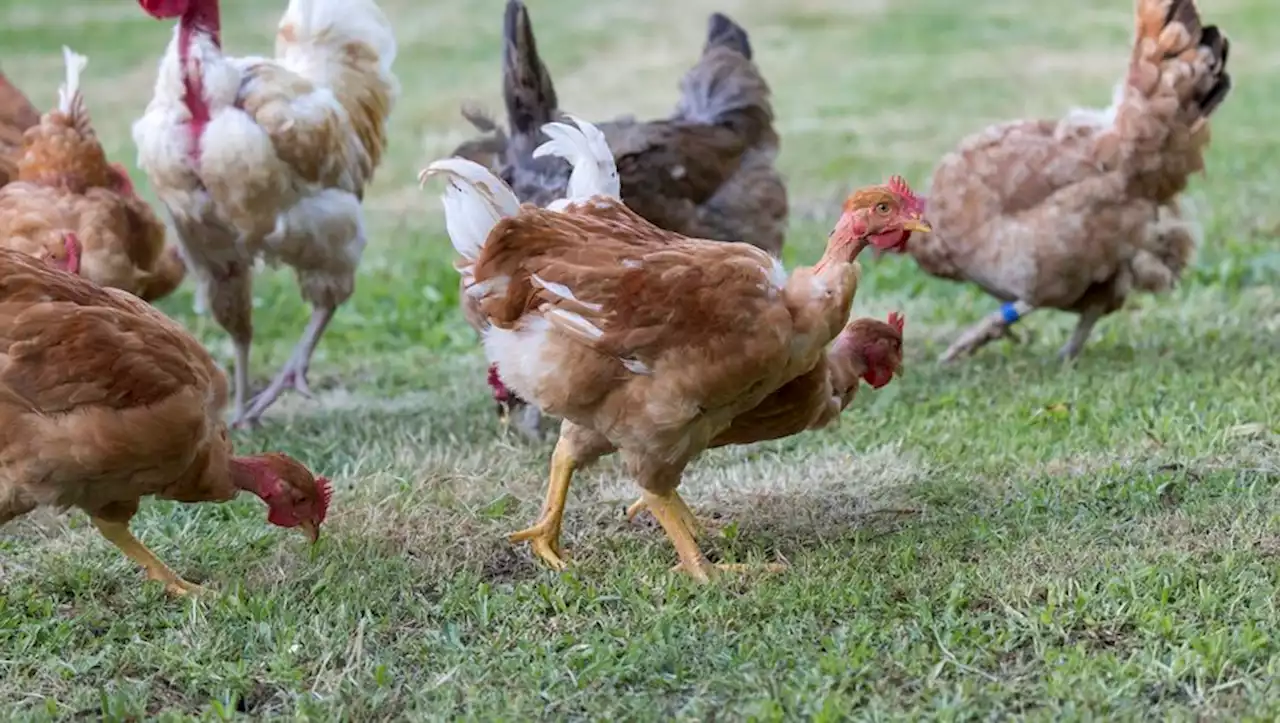 Grippe aviaire : la situation s'est 'empirée au cours des dernières semaines', alerte le ministère de l'Agriculture