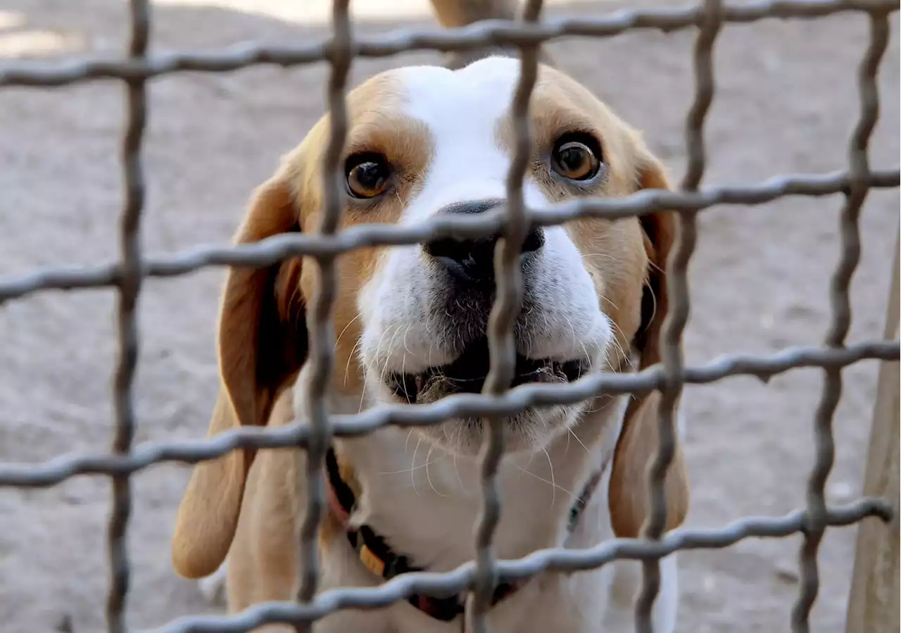 Skandalöse Tierversuchs-Statistik: Millionen ungenutzte Tiere wie Abfall entsorgt (M+)