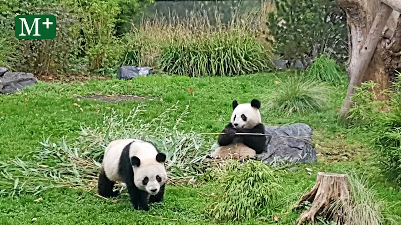 Zoo darf nach Vogelgrippefall Heiligabend wieder öffnen