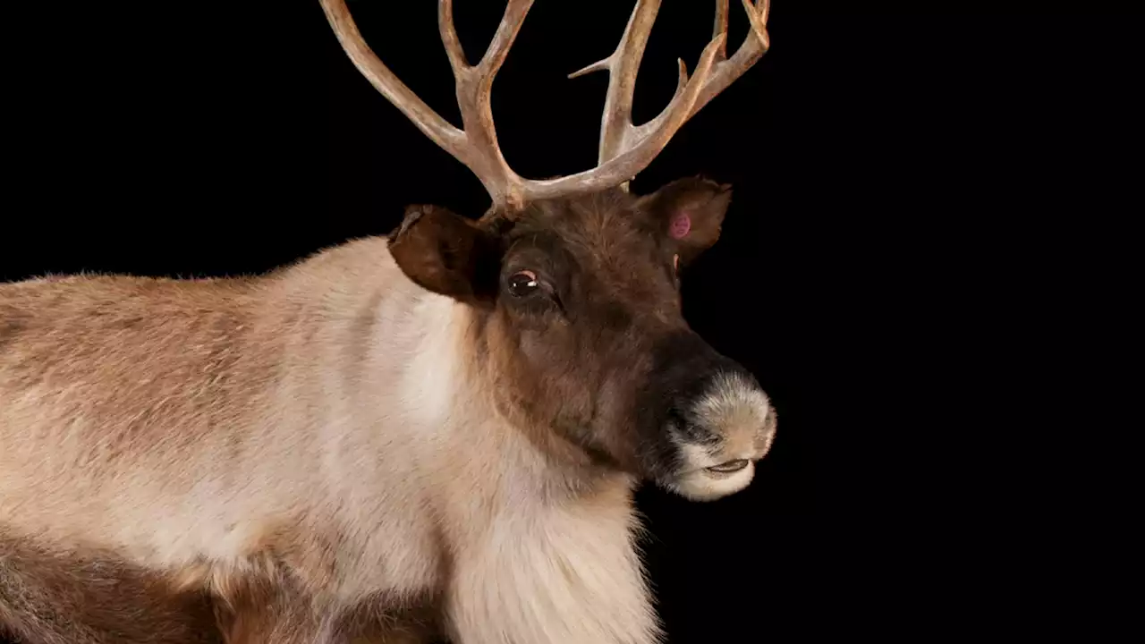 Caribou (reindeer), facts and information