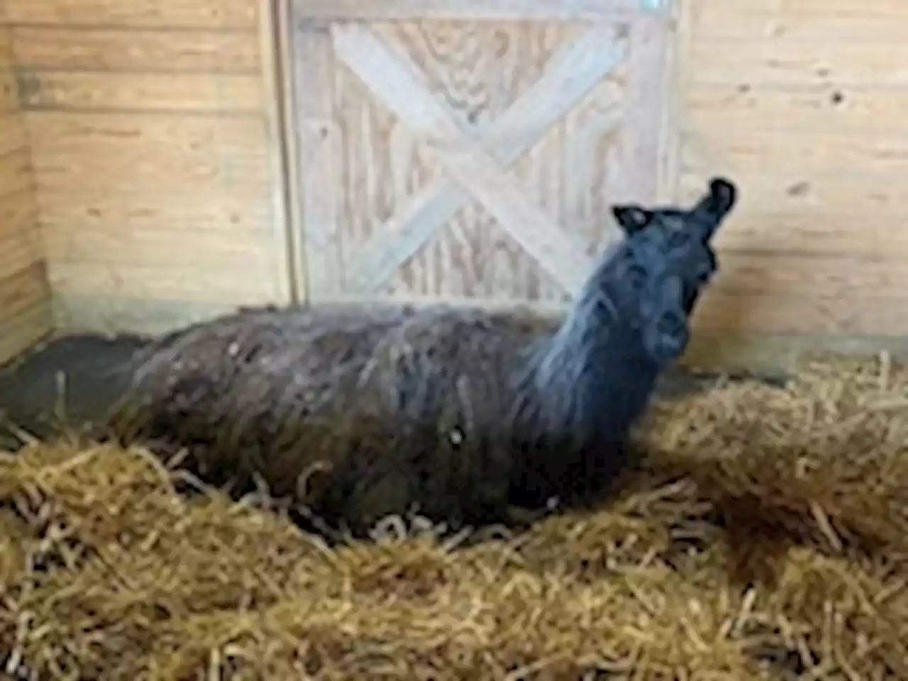 Rogue elderly llama apprehended off highway in Virginia, returned home