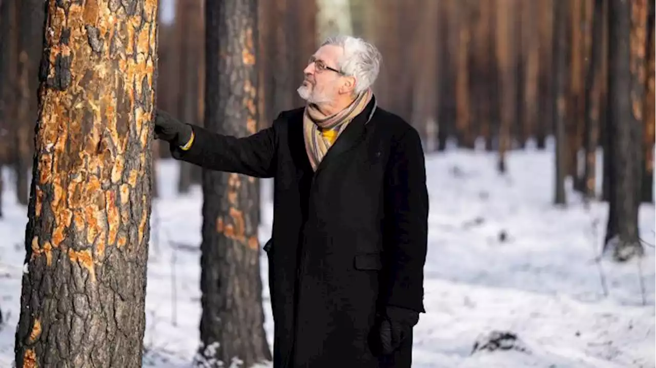 Forstminister Vogel allein im Wald