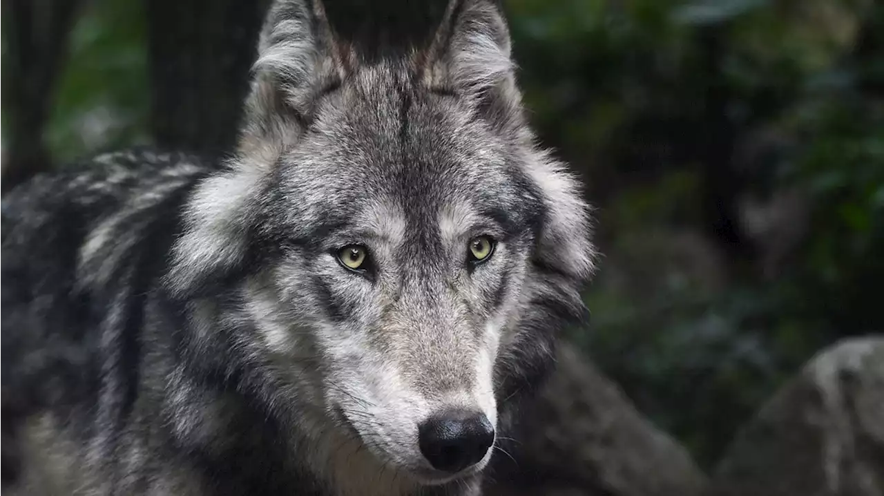 Aantal wolvenaanvallen in Drenthe verdrievoudigd