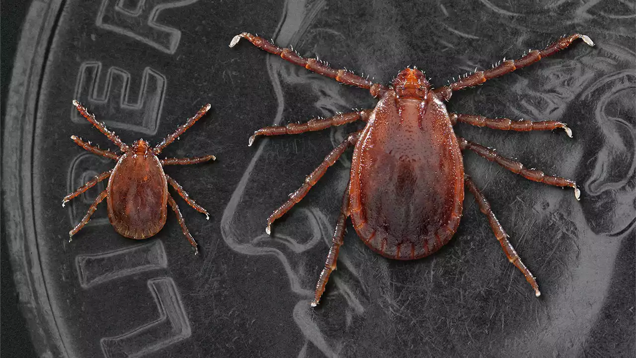 A Looming Problem – Longhorned Tick Discovered in Northern Missouri