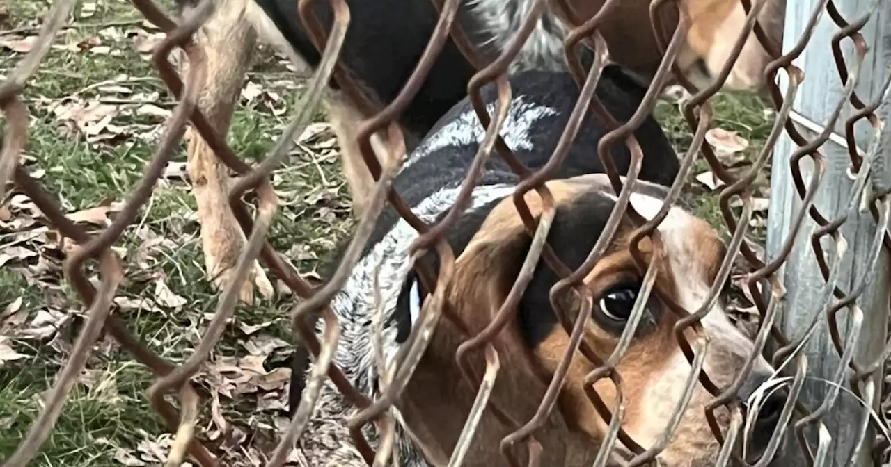 Local shelters become overcrowded after police rescue more than 40 dogs from Lakewood home