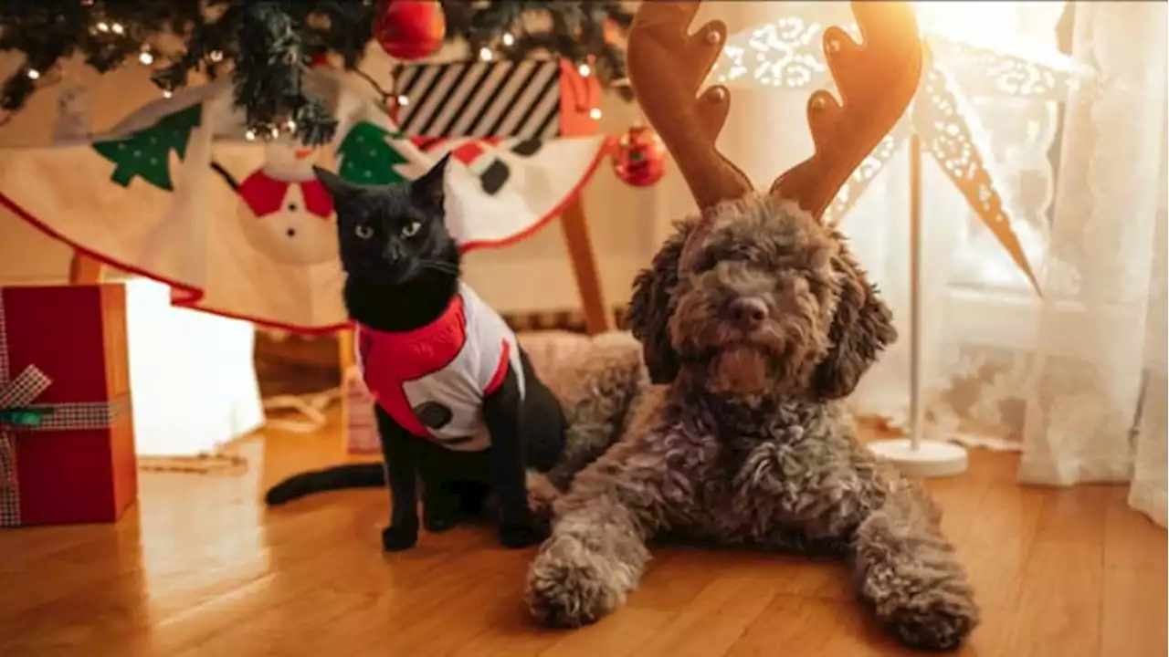 Avoid holiday pet scams & help shelter have Silent Night instead