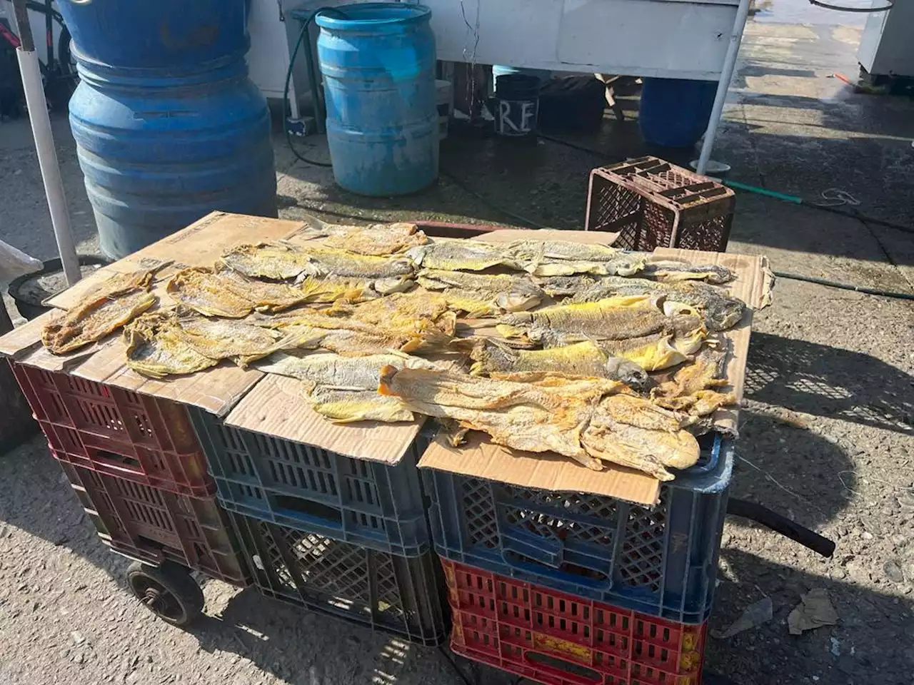 Llegó la subienda de pescado a Puerto Boyacá