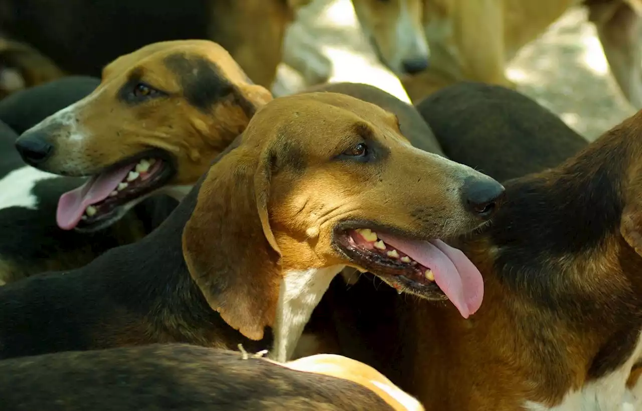 Mort suspecte de plusieurs chiens de chasse en Dordogne