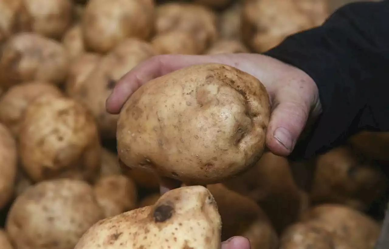 Récolte historiquement basse pour les producteurs de patates