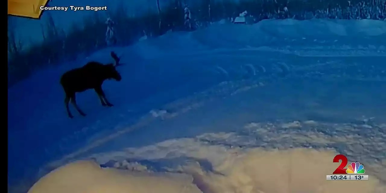 Alaska couple catches moose losing antlers on doorbell camera