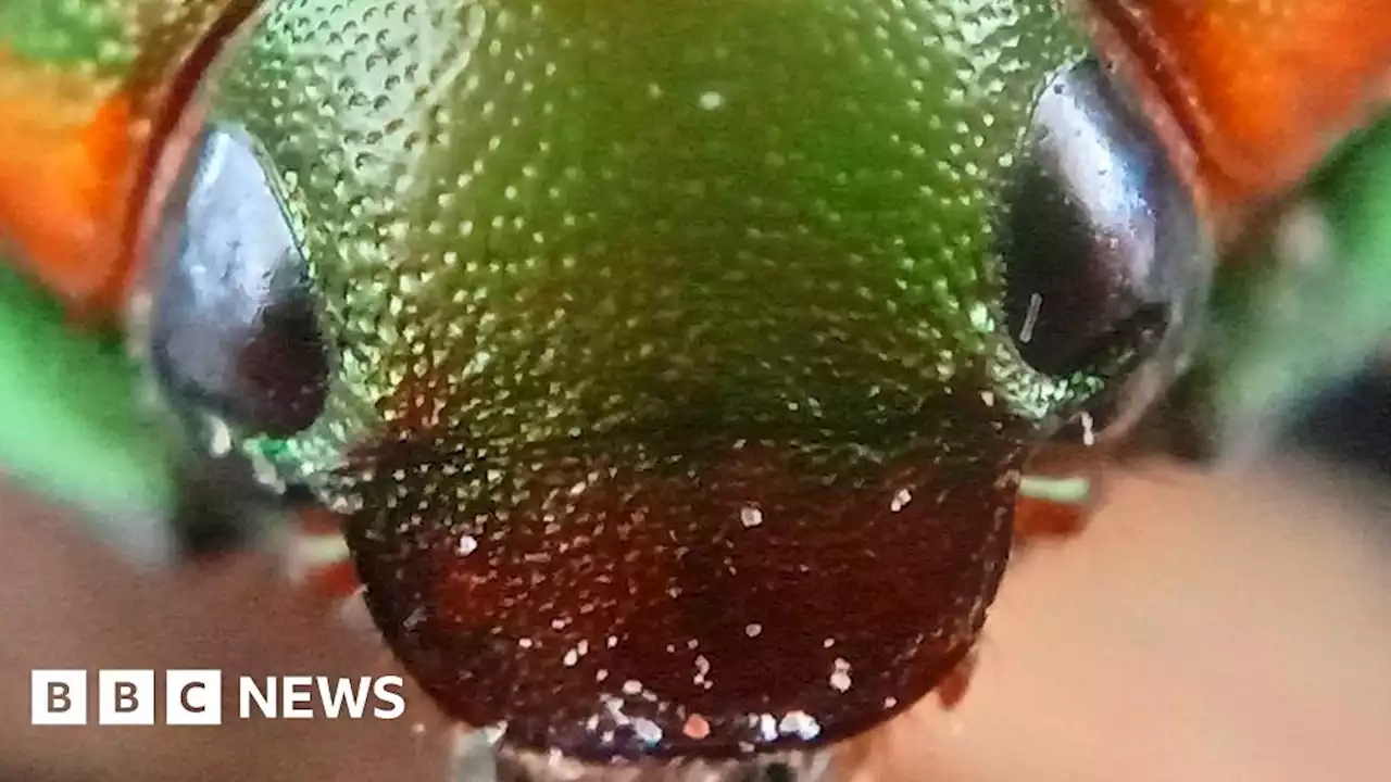 Christmas beetles: Scientists ask Australians for help finding missing festive bugs