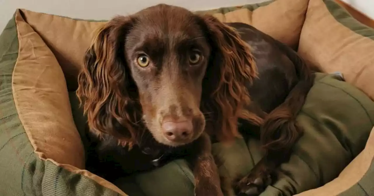 Puppy lost in Belfast while on family holiday from Scotland