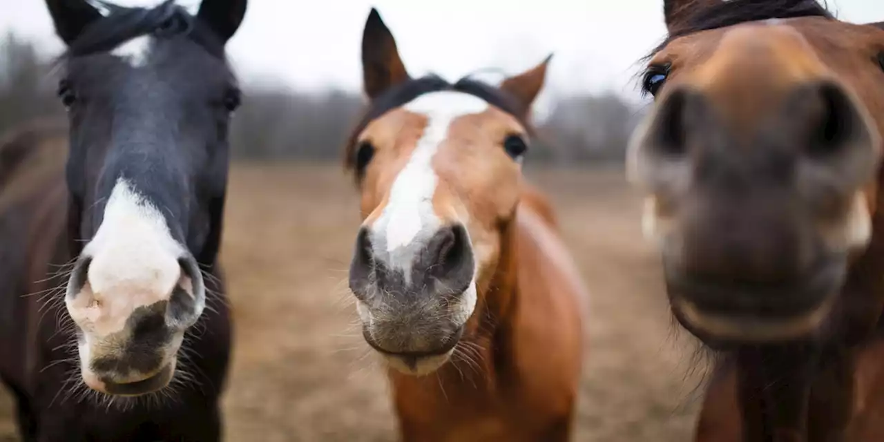 Horse food recalled after 45 deaths, FDA says