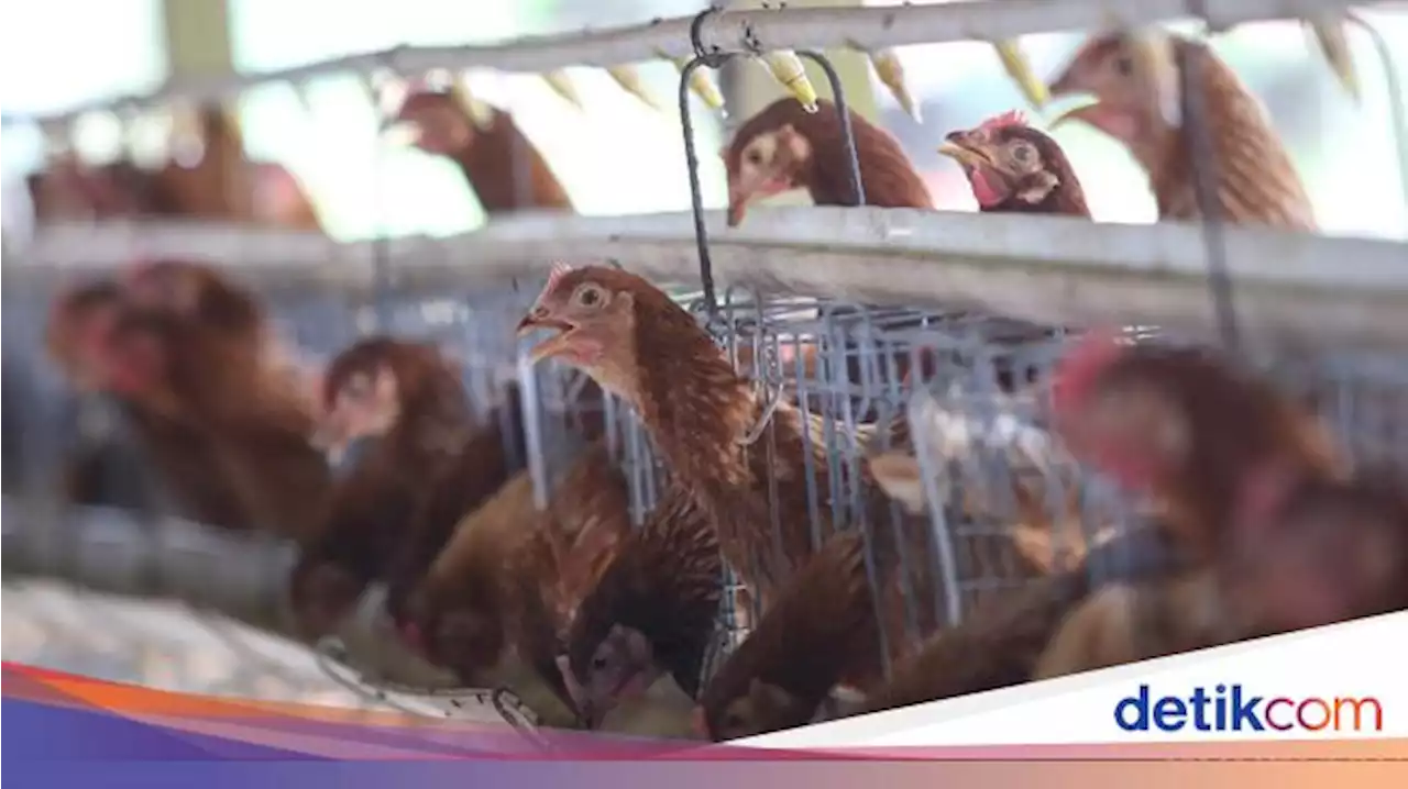 Tolak Ayam Impor dari Brasil, Peternak Kirim Pesan Ini ke Pemerintah