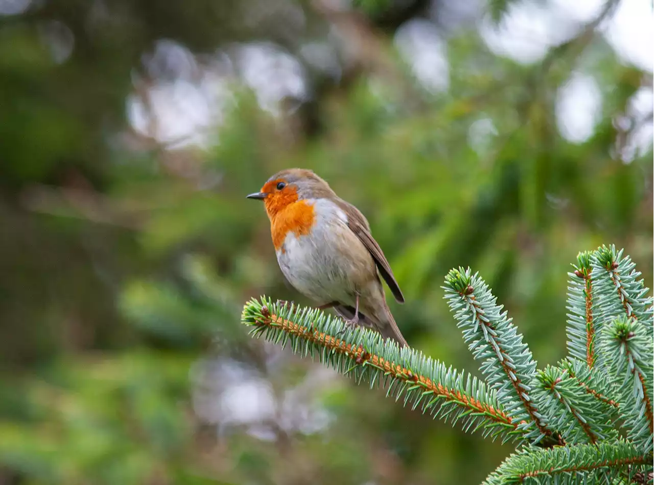 The European robin redbreast has its own Christmas Eve story